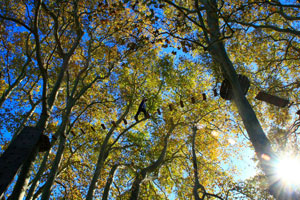 Parc accrochanche la Castille - la Crau