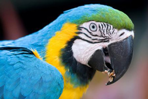 Jardin zoologique tropical - La Londe les Maures