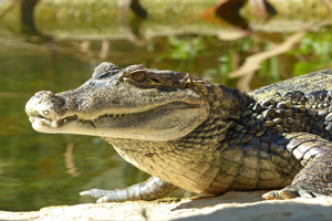 Zoo parc - Sanary