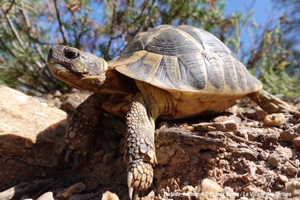 Village des tortues - Carnoules